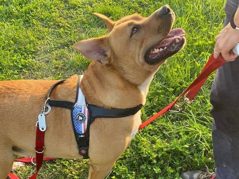 Adotta un cane, taglia grande, maschio, Modena