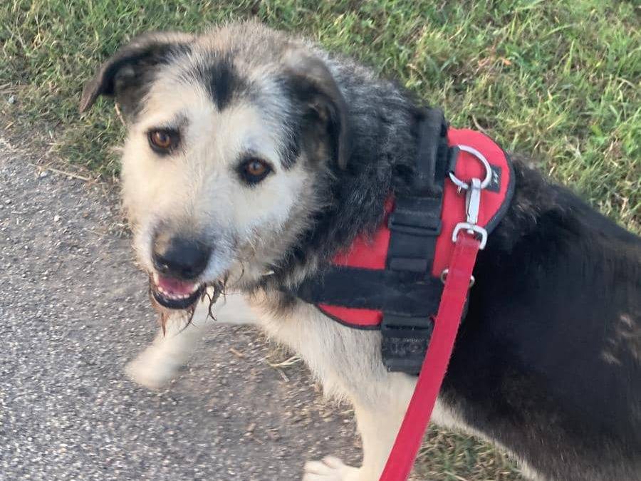 Adotta un cane, maschio, 7 anni  e 4 mesi , Modena