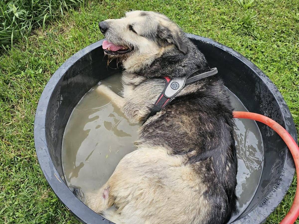 Adotta un cane, taglia gigante, maschio, Modena