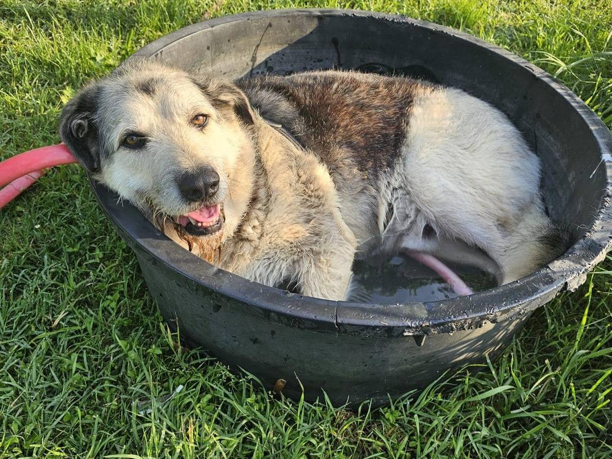 Vuoi adottare un cane a Modena?