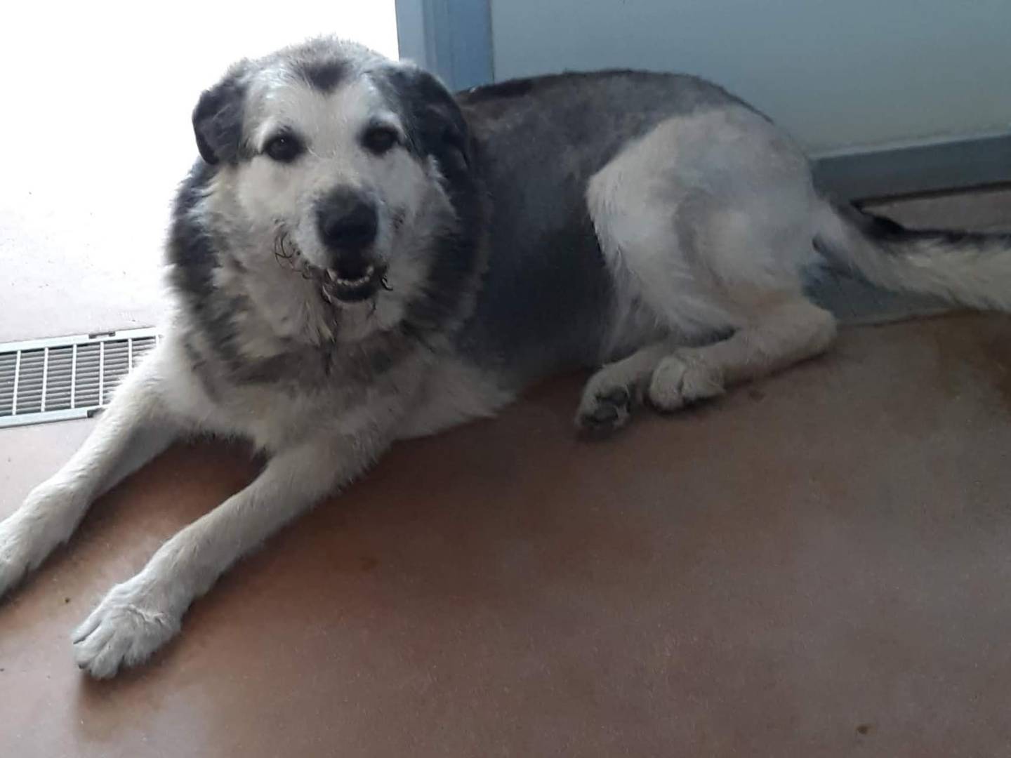 Adotta il cane ARON a Modena