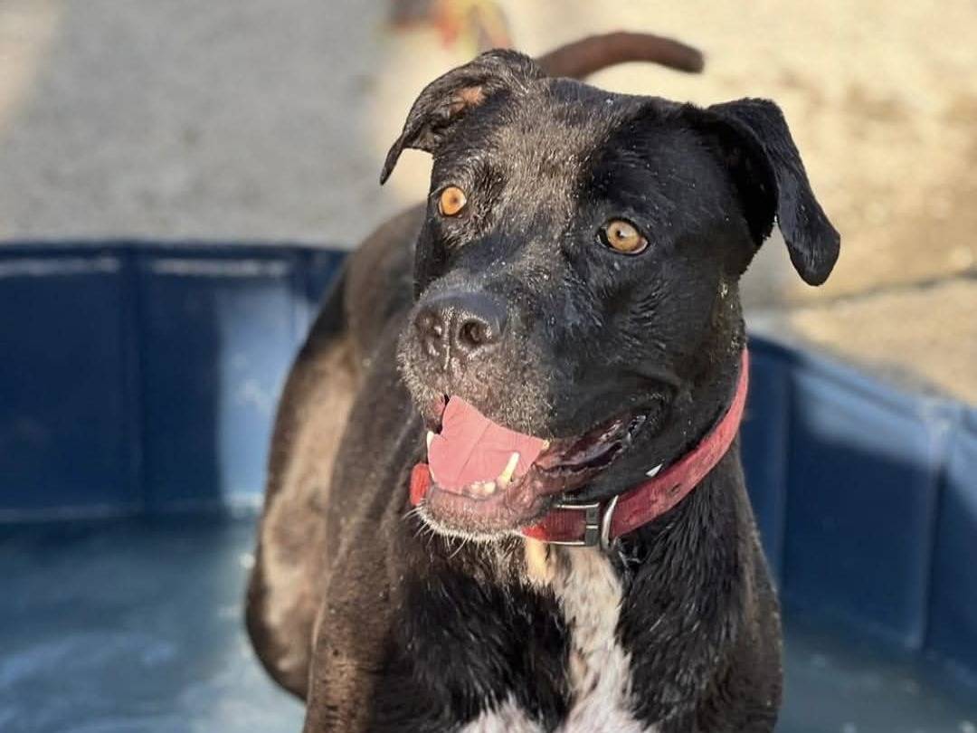 Adozione cane, femmina, Razza sconosciuta Razza sconosciuta, 5 anni  e 10 mesi , taglia gigante, Imperia