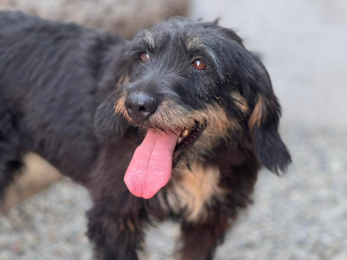 Adozione cane, femmina, Spinone Razza sconosciuta, 2 anni  e 3 mesi , taglia media contenuta, Crotone