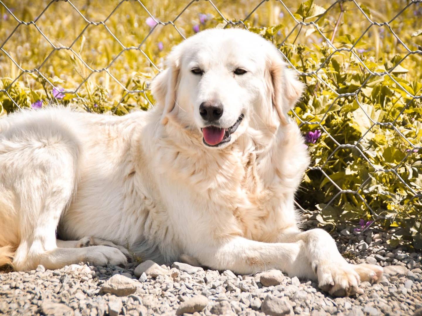 Foto dell'animale