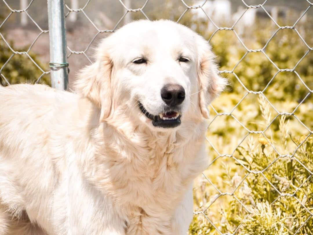 Adotta un cane, femmina, 3 anni  e 1 mese, Crotone