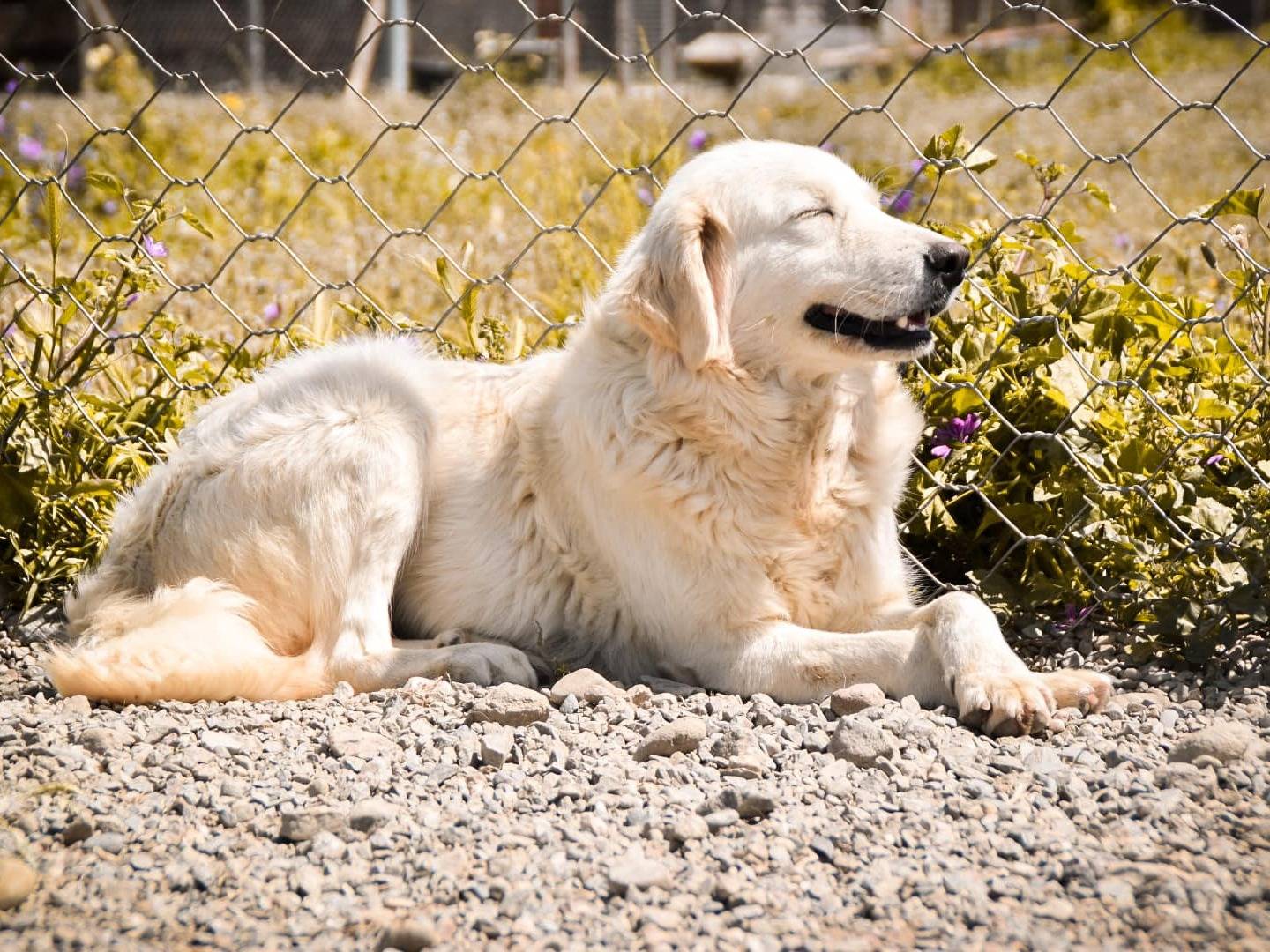 Adotta un cane, taglia grande, femmina, Crotone