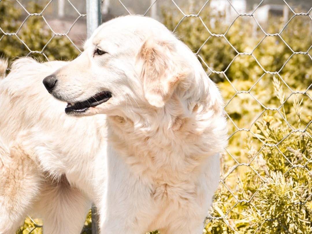 Vuoi adottare un cane a Crotone?