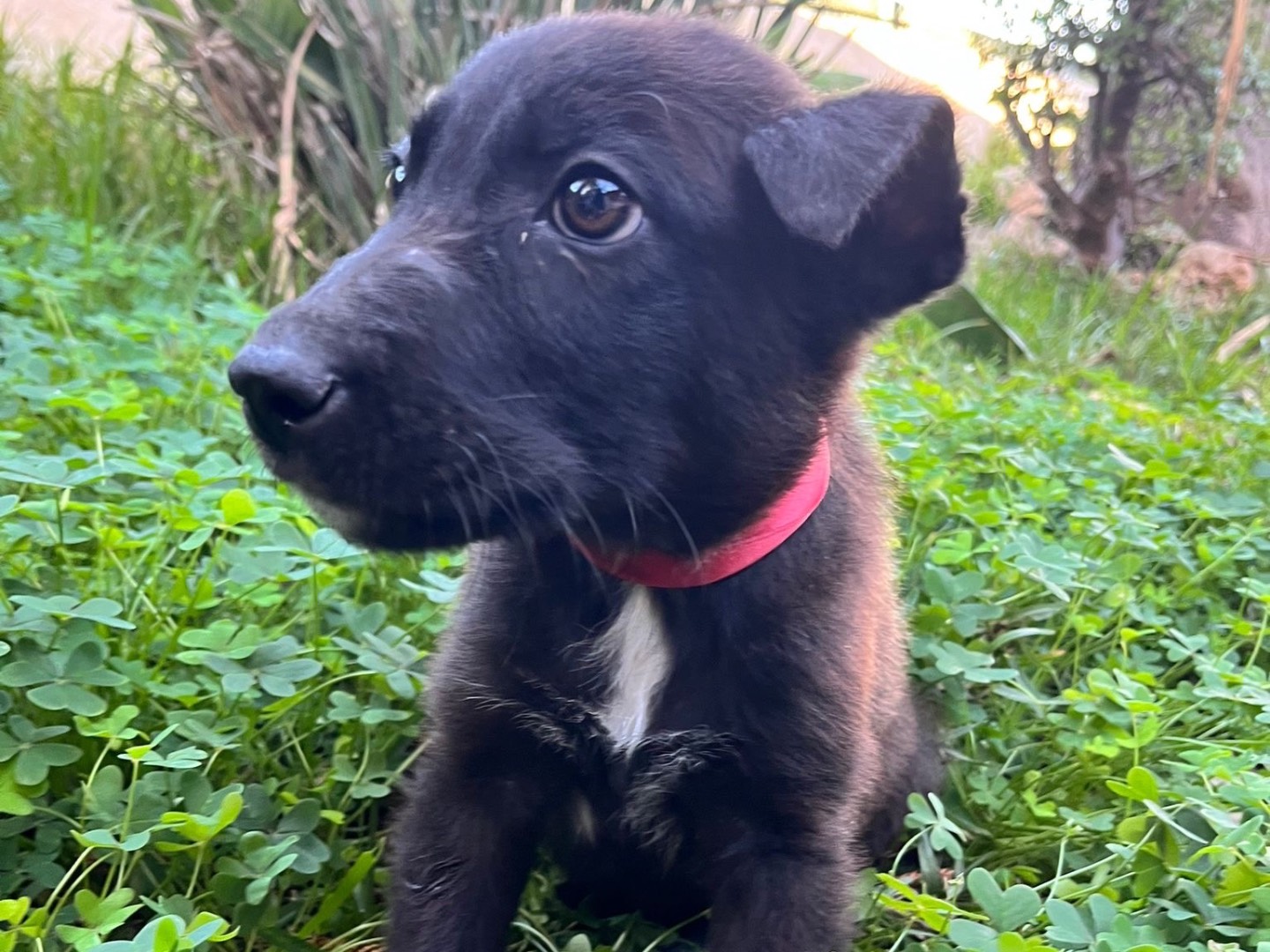 Adotta un cane, maschio, 2 mesi, Siracusa