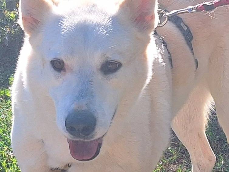 Adotta un cane, taglia grande, femmina, Como
