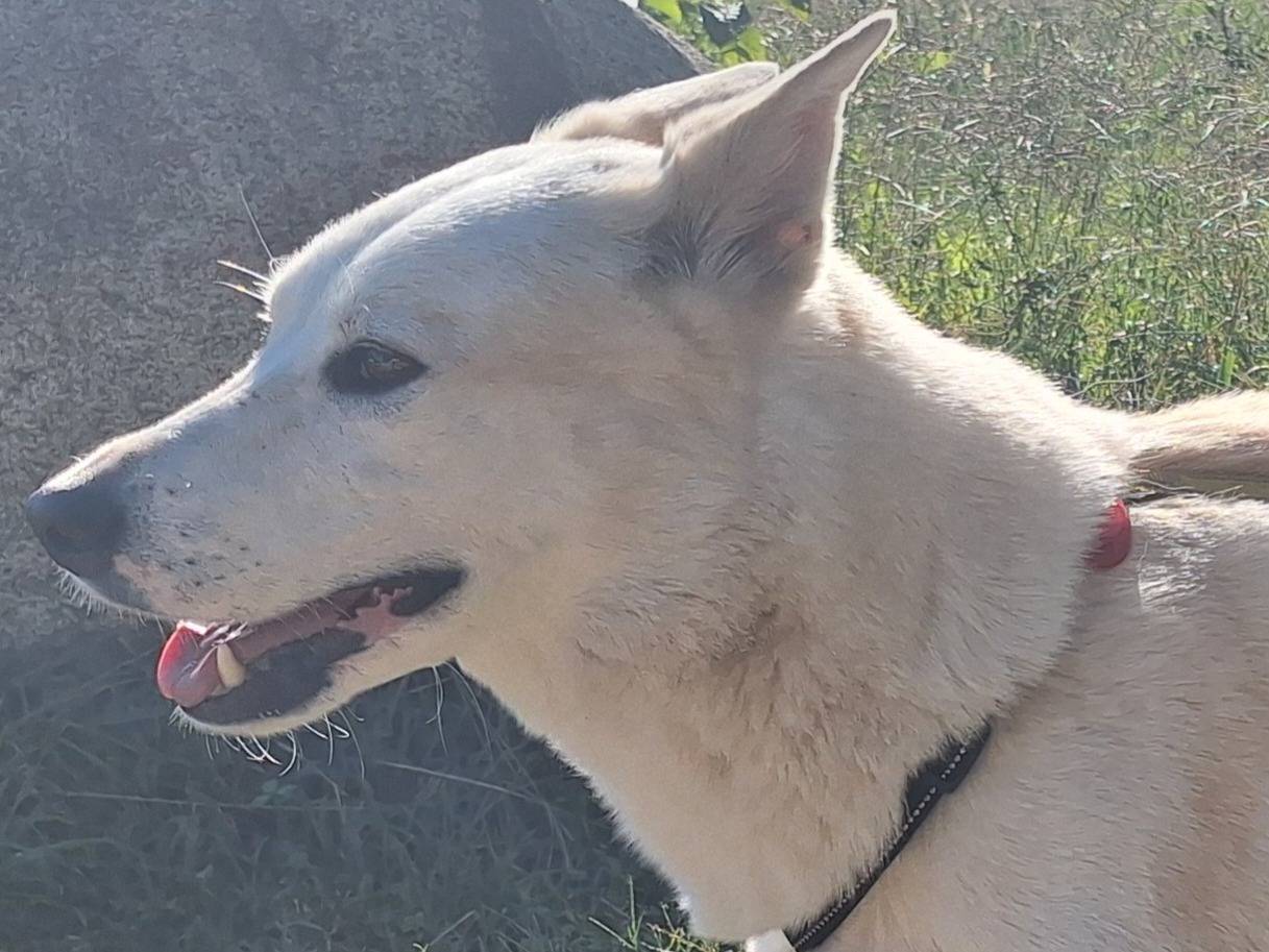 Vuoi adottare un cane a Como?