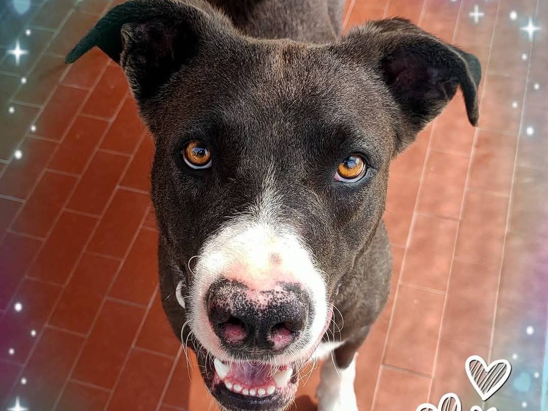 Foto dell'animale