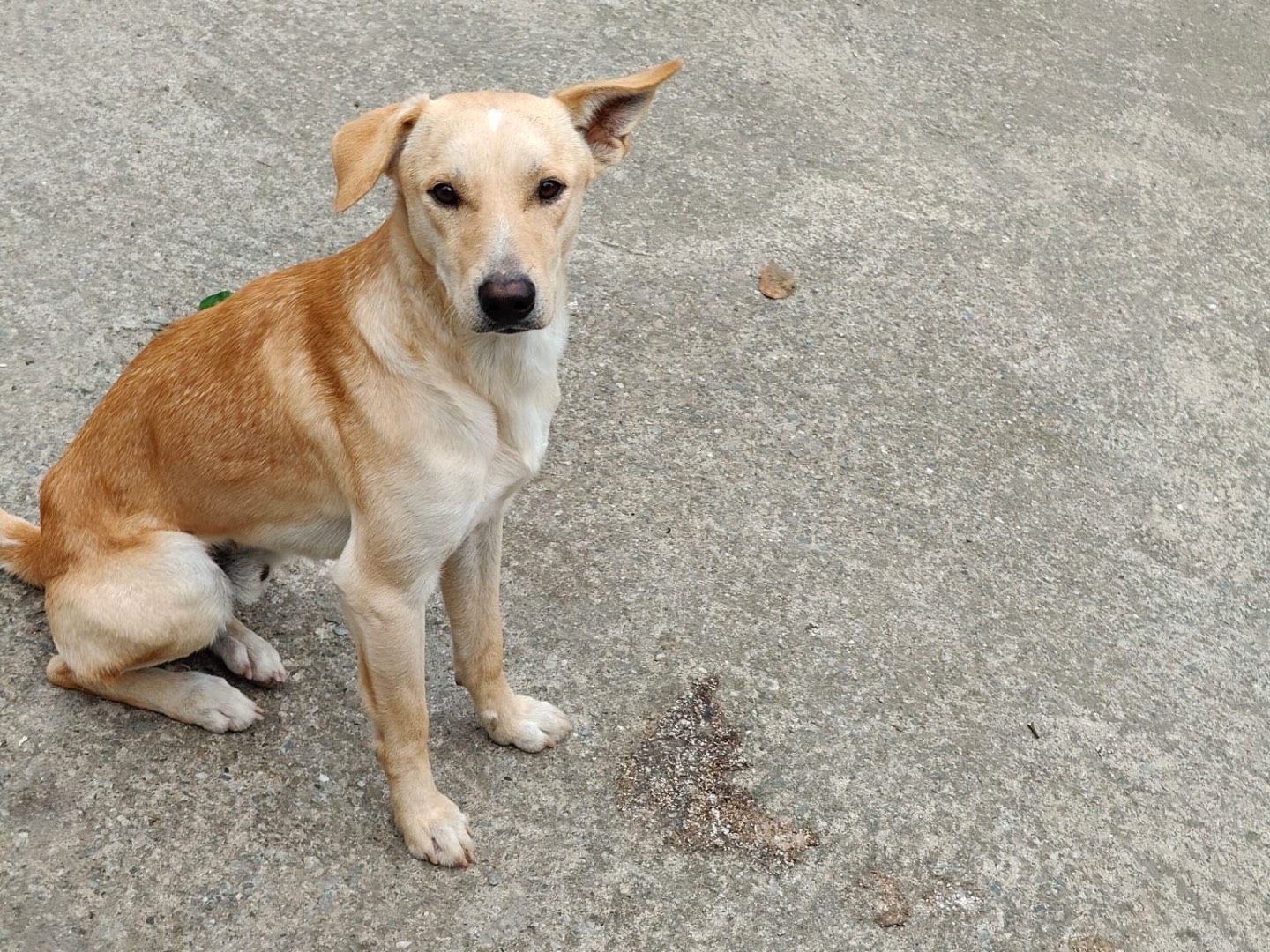 Vuoi adottare un cane a Bologna?