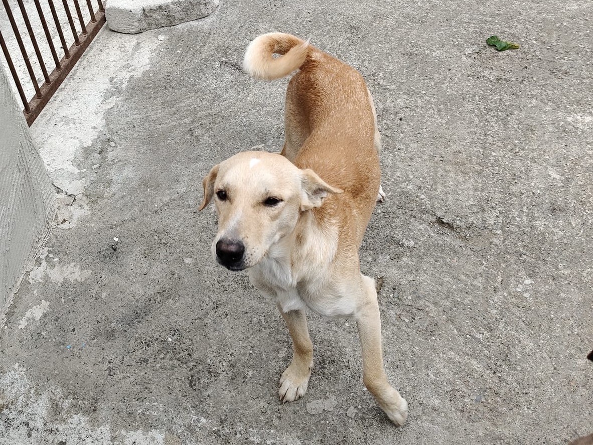 Adotta il cane ARTU  a Bologna