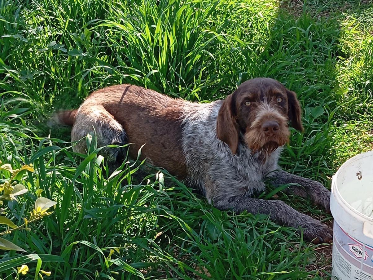 Vuoi adottare un cane a Siracusa?