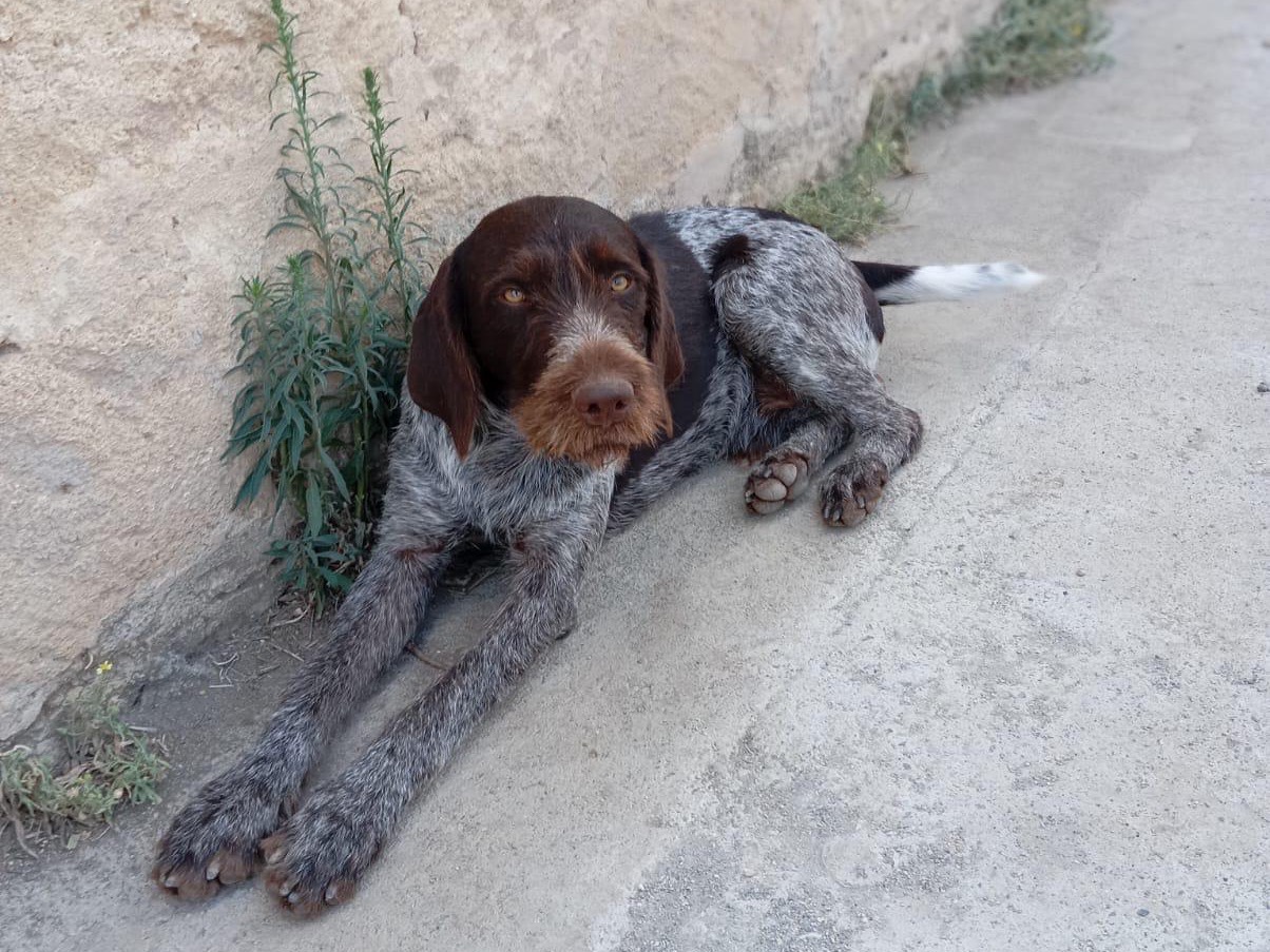 Adotta il cane Holly a Siracusa