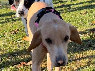 Adozione cane, femmina, Labrador Retriever Segugio, 5 anni e 8 mesi, taglia media contenuta, Milano