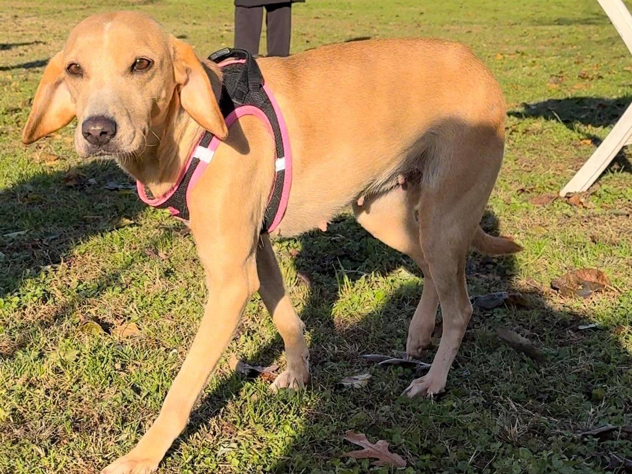 Adotta un cane, femmina, 5 anni e 8 mesi, Milano