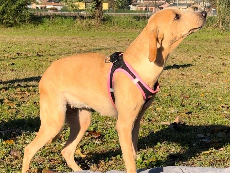 Adotta un cane, taglia media contenuta, femmina, Milano