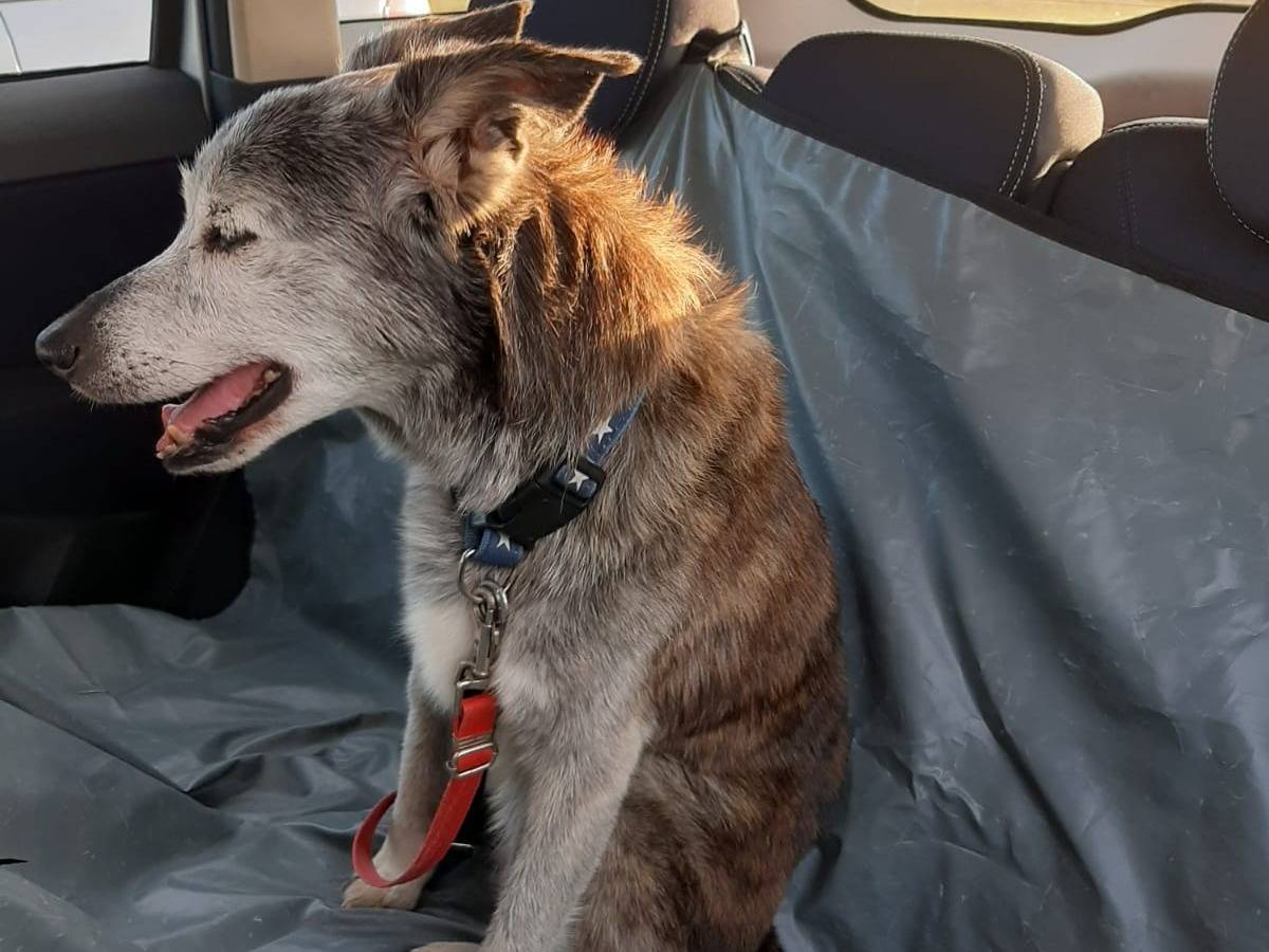 Adozione cane, maschio, Razza sconosciuta Razza sconosciuta, 18 anni e 8 mesi, taglia piccola, Milano