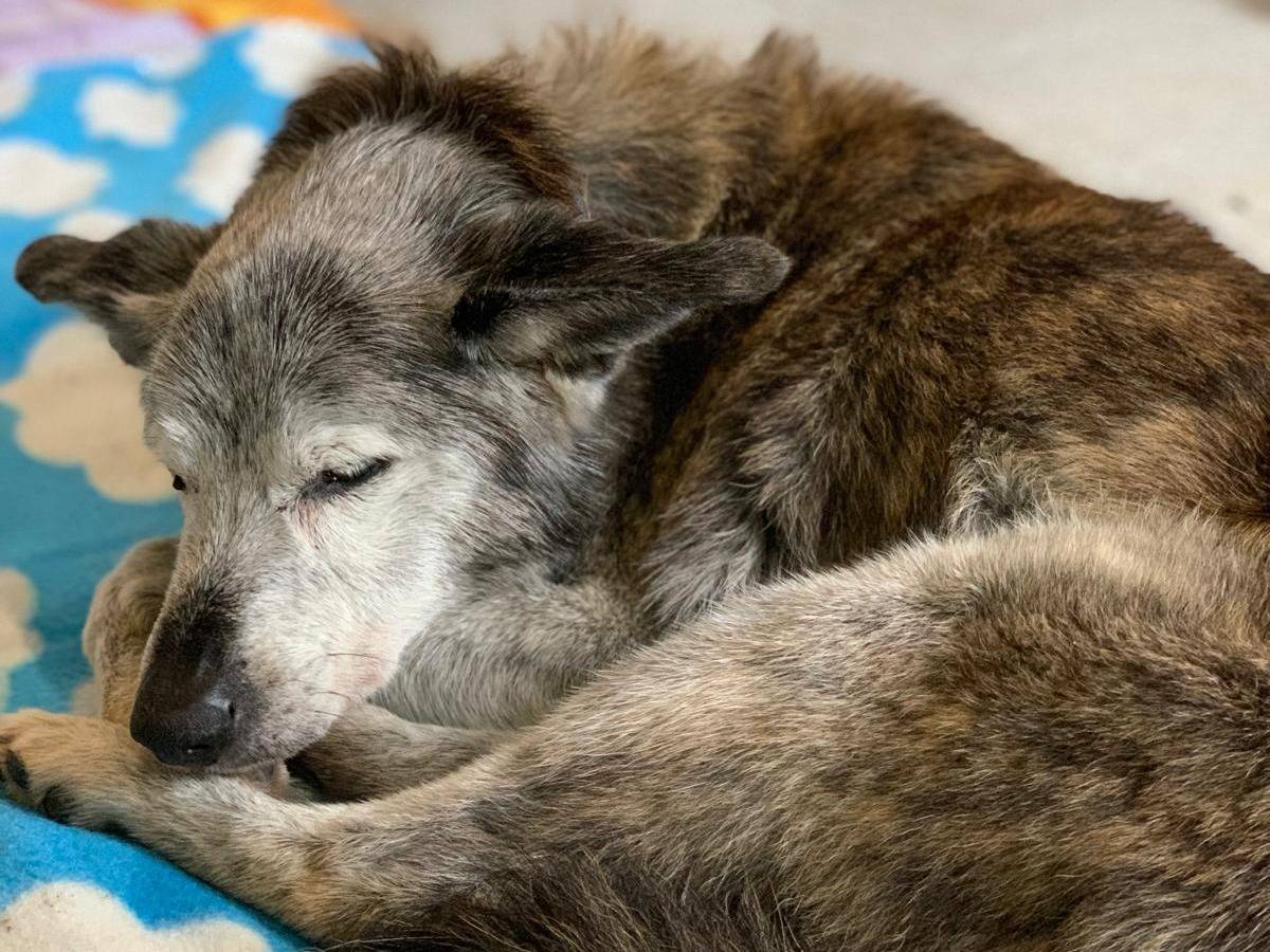 Adotta un cane, maschio, 18 anni e 8 mesi, Milano