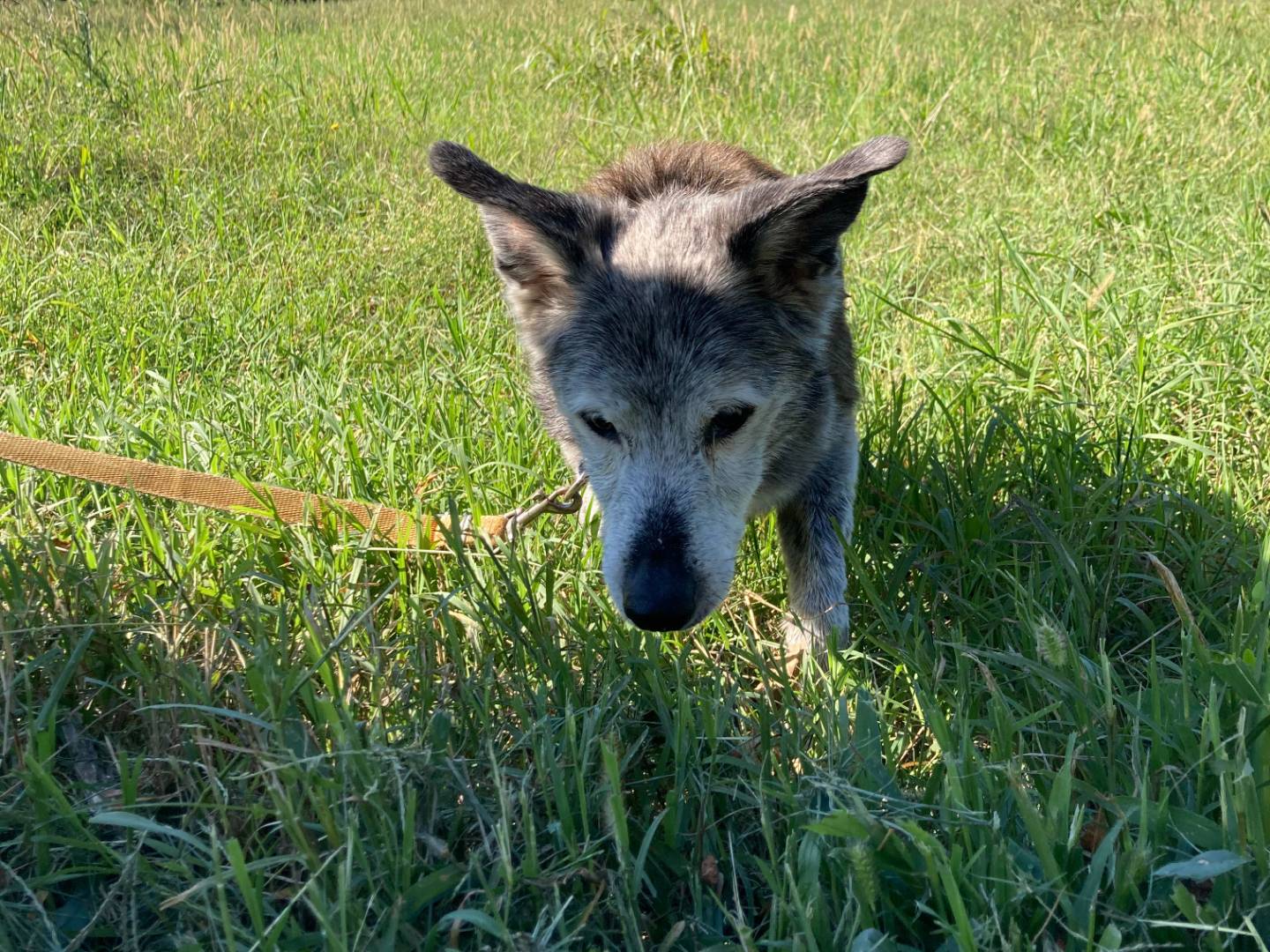 Adotta un cane, taglia piccola, maschio, Milano