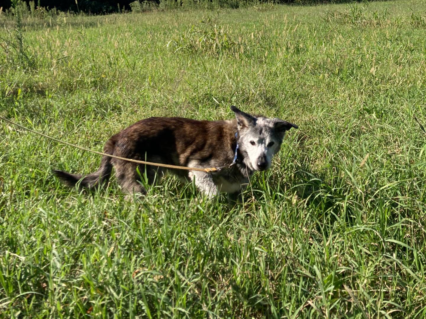Vuoi adottare un cane a Milano?