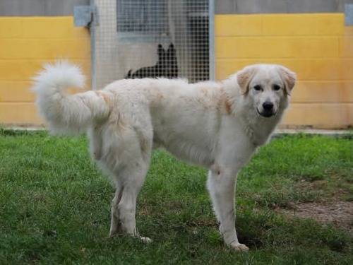 Adotta un cane, maschio, 2 anni  e 9 mesi , Bologna