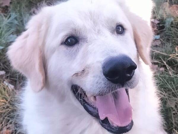 Adotta un cane, taglia grande, maschio, Bologna