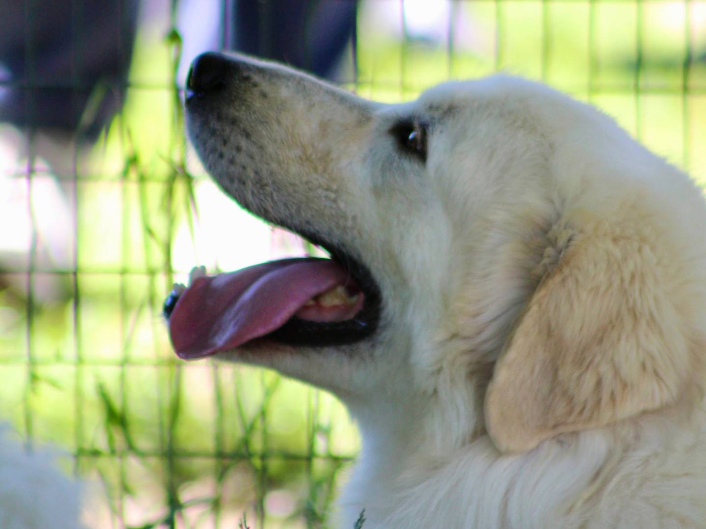 Vuoi adottare un cane a Bologna?