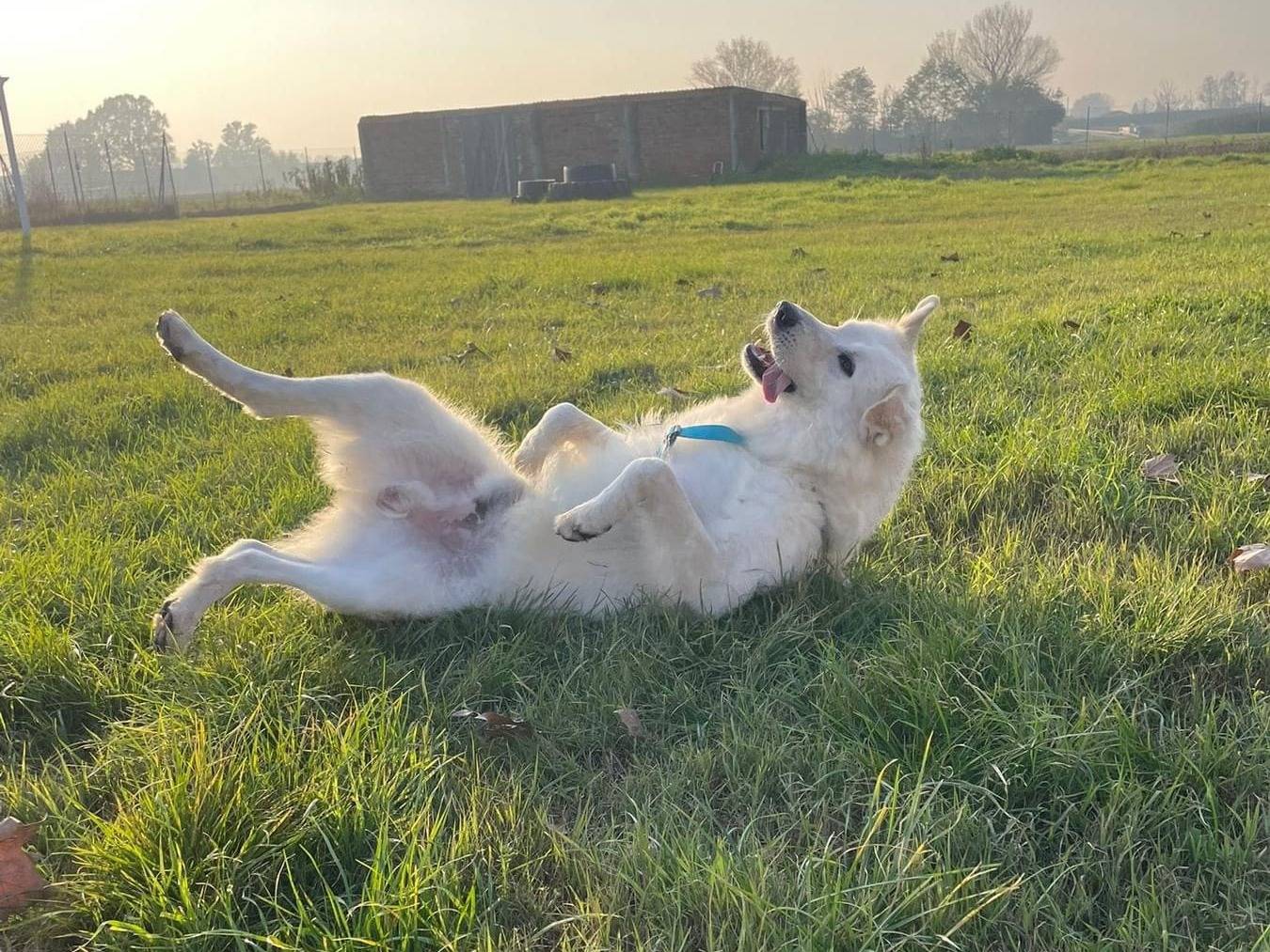 Adotta il cane Jago a Bologna