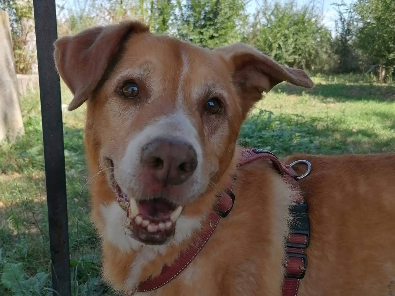 Adotta un cane, maschio, 13 anni  e 11 mesi , Bologna