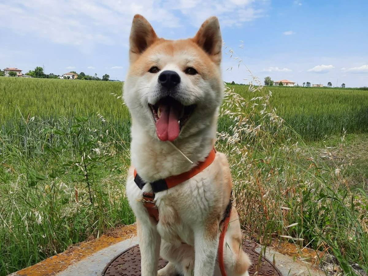 Foto dell'animale