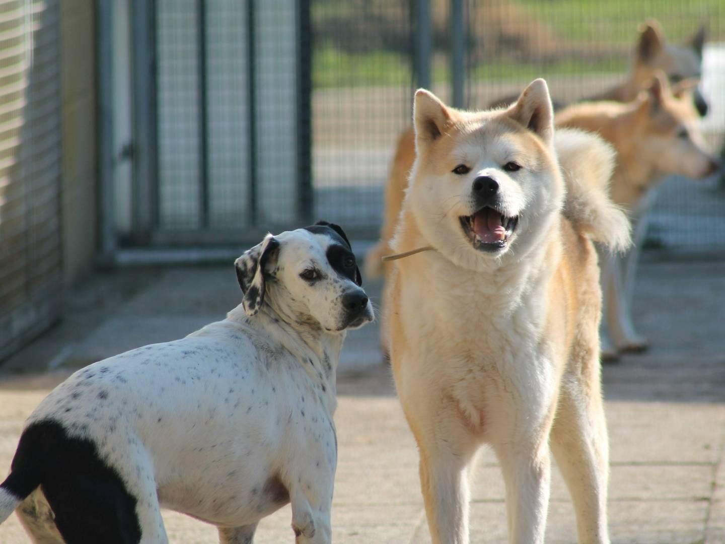 Adotta un cane, taglia media, maschio, Bologna