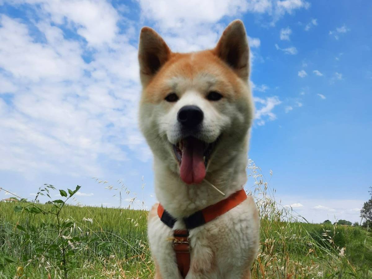 Vuoi adottare un cane a Bologna?