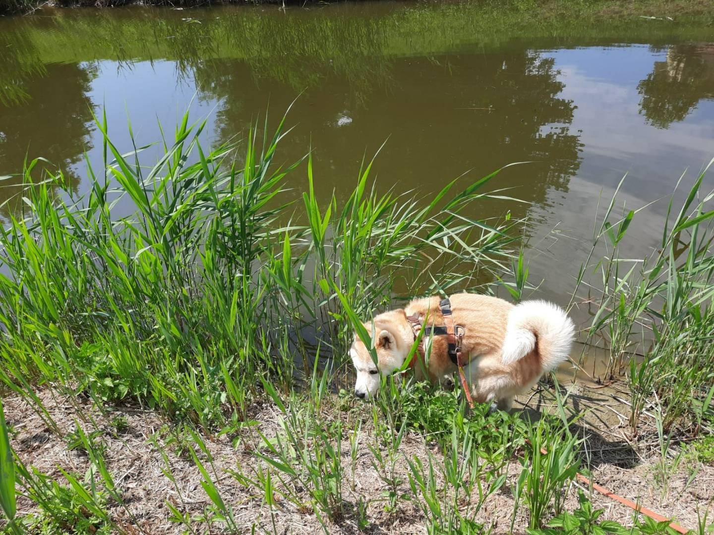 Adotta il cane Yoshi a Bologna