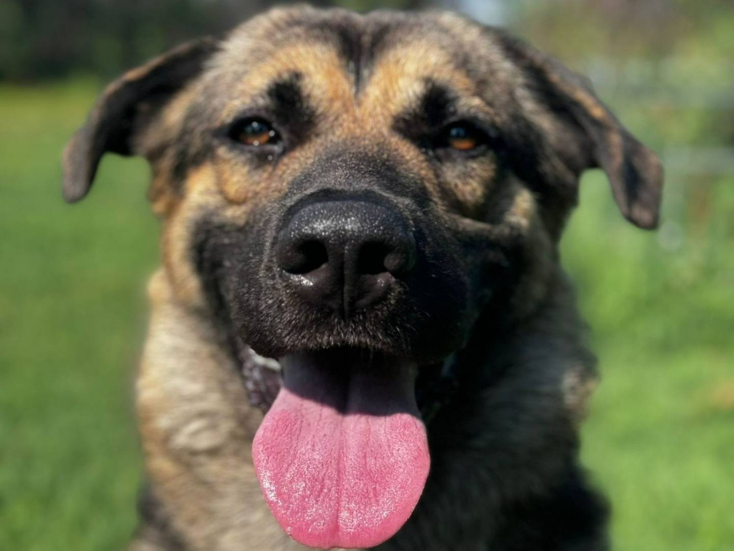 Adozione cane, maschio, Pastore tedesco Razza sconosciuta, 2 anni  e 5 mesi , taglia media, Bologna