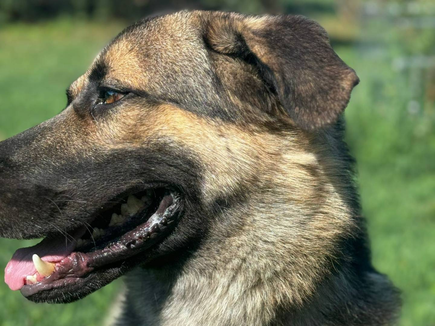 Adotta un cane, maschio, 2 anni  e 5 mesi , Bologna