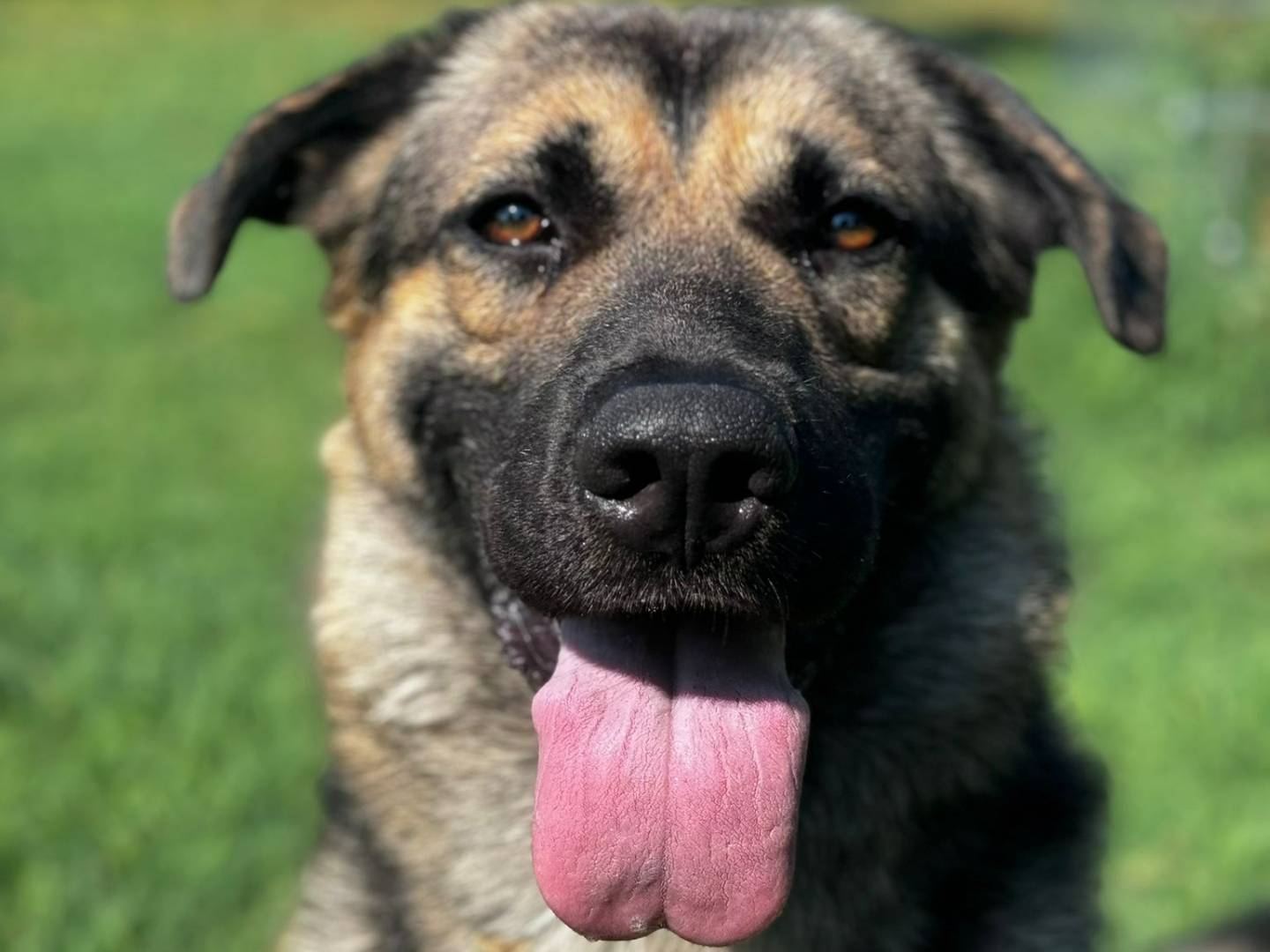 Adotta un cane, taglia media, maschio, Bologna