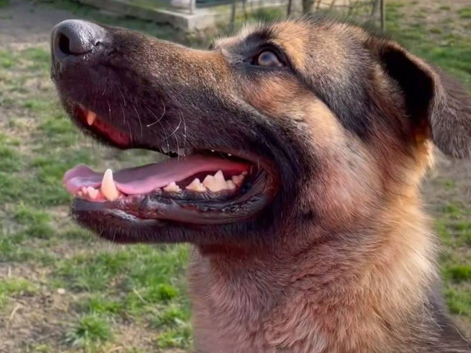 Vuoi adottare un cane a Bologna?