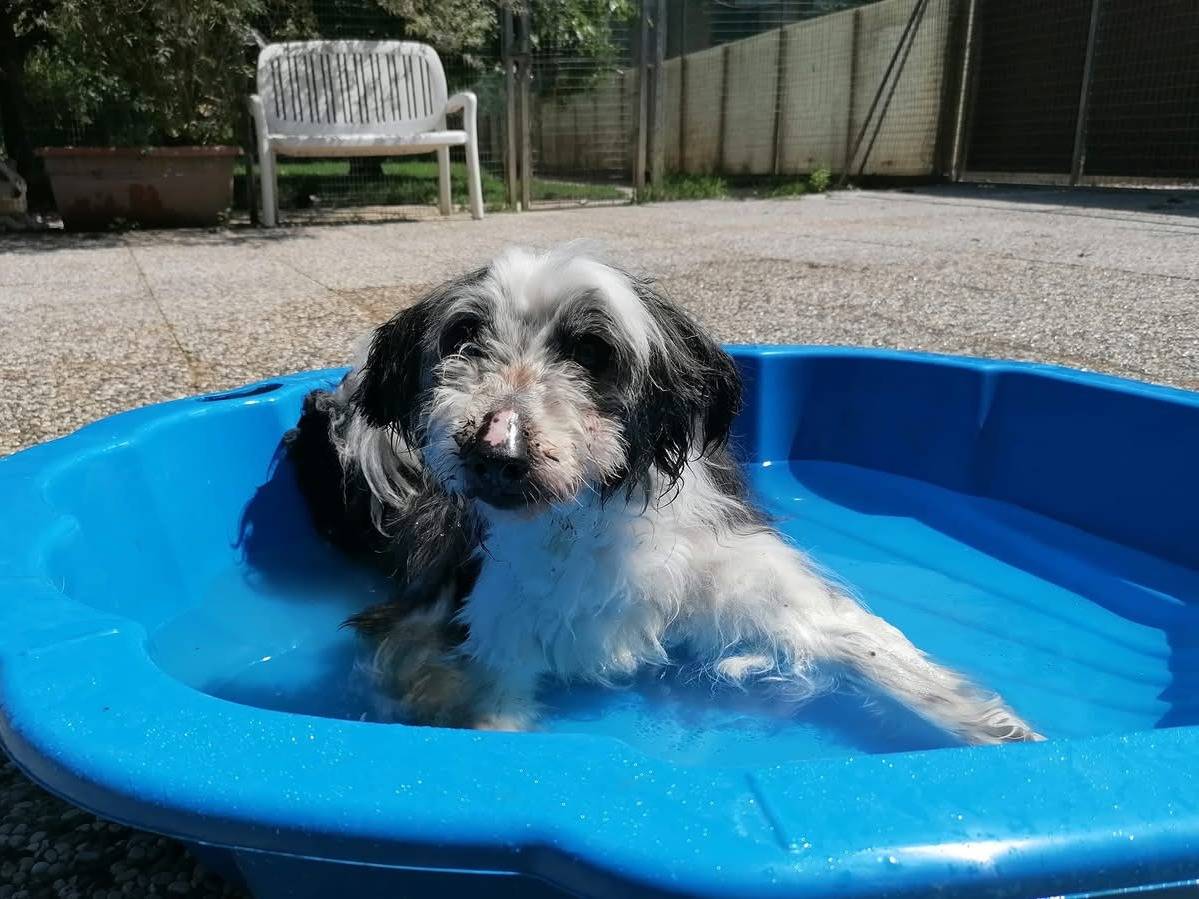 Foto 2 dell'animale