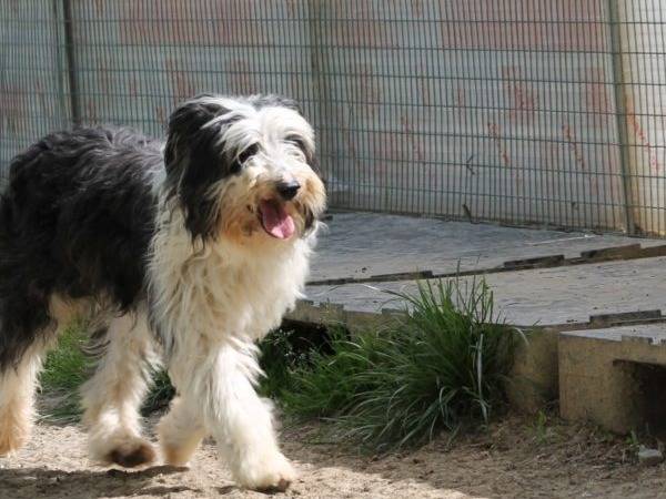Adotta un cane, taglia piccola, maschio, Bologna