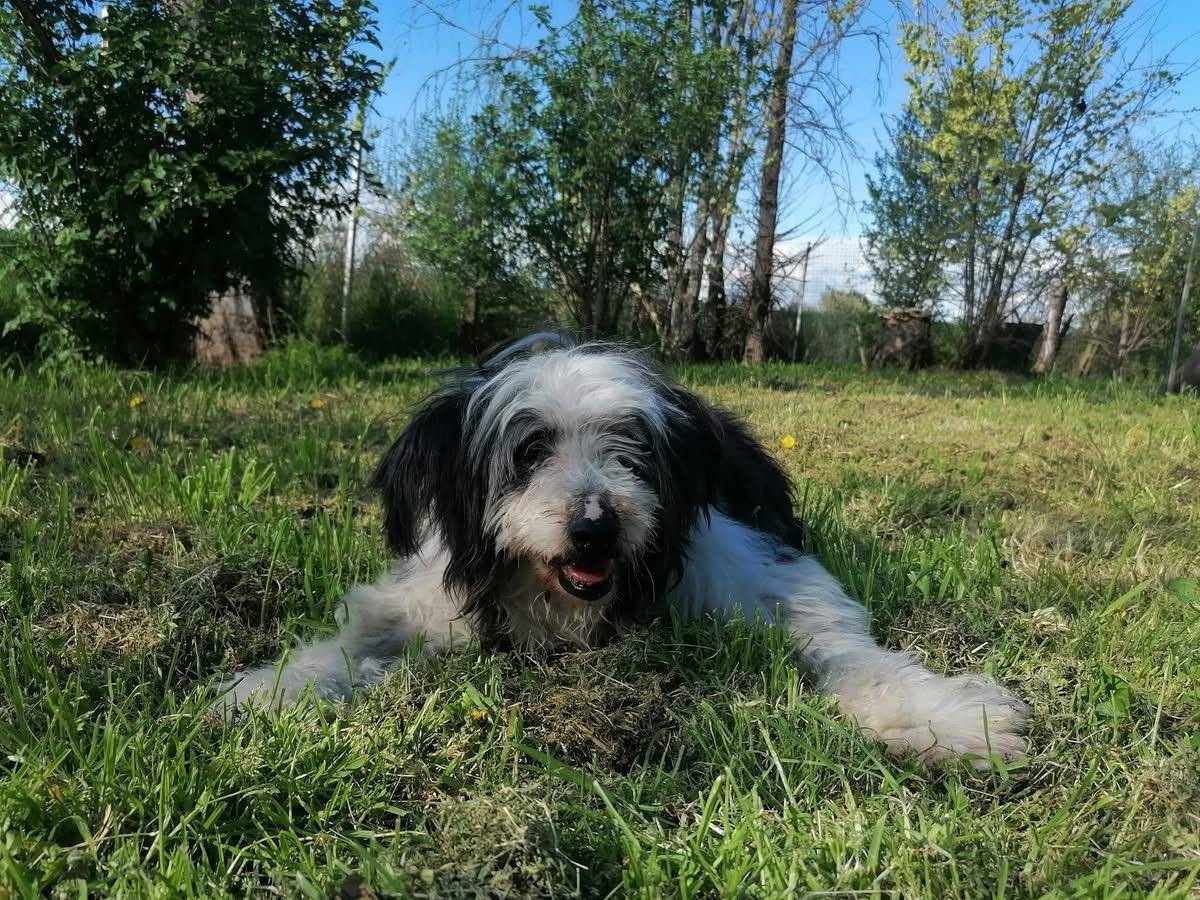 Adotta il cane Bandito a Bologna