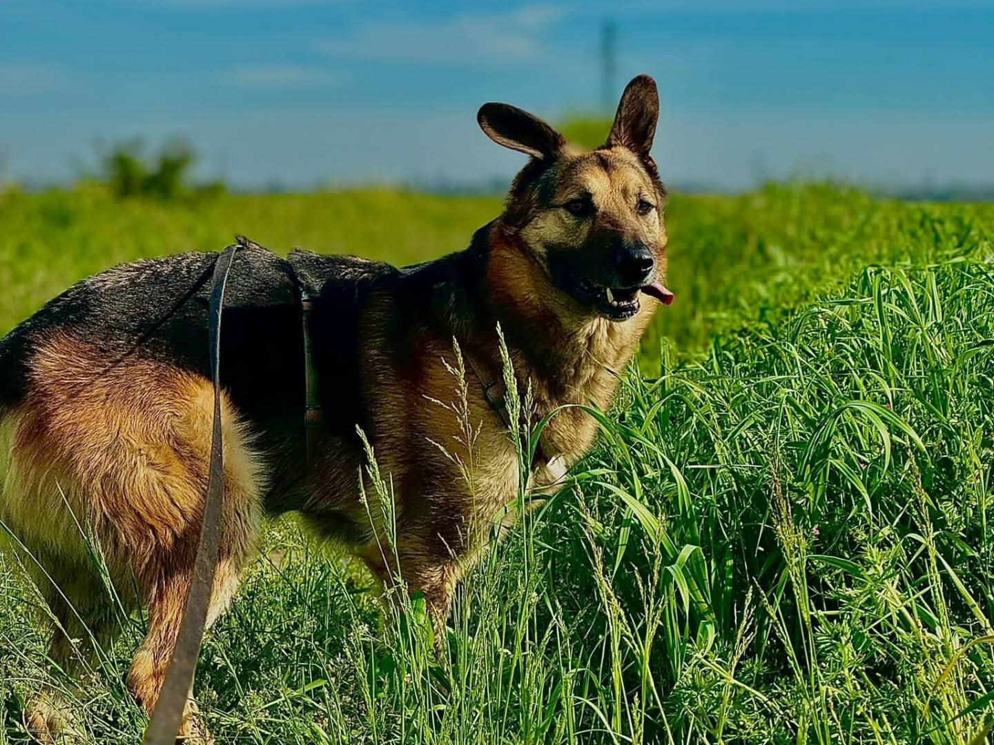 Adotta un cane, maschio, 5 anni , Bologna