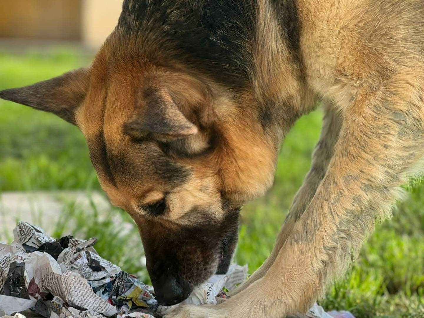 Adotta un cane, taglia gigante, maschio, Bologna