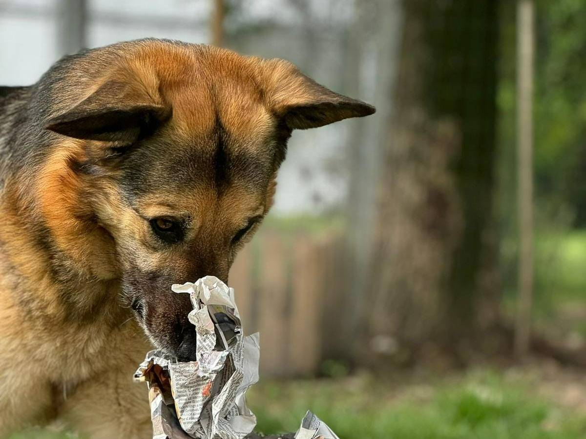 Vuoi adottare un cane a Bologna?