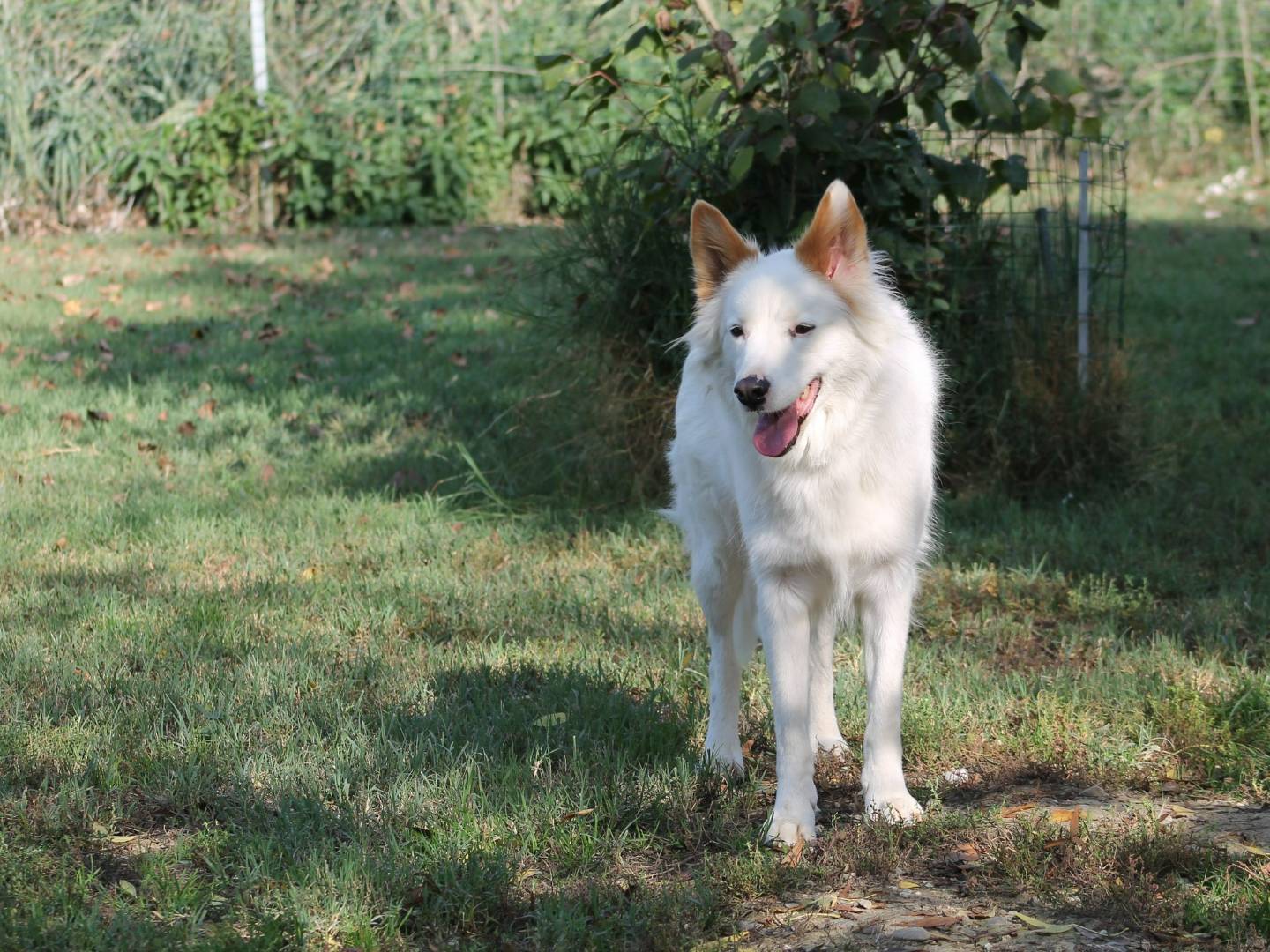 Adotta un cane, femmina, 5 anni  e 7 mesi , Bologna