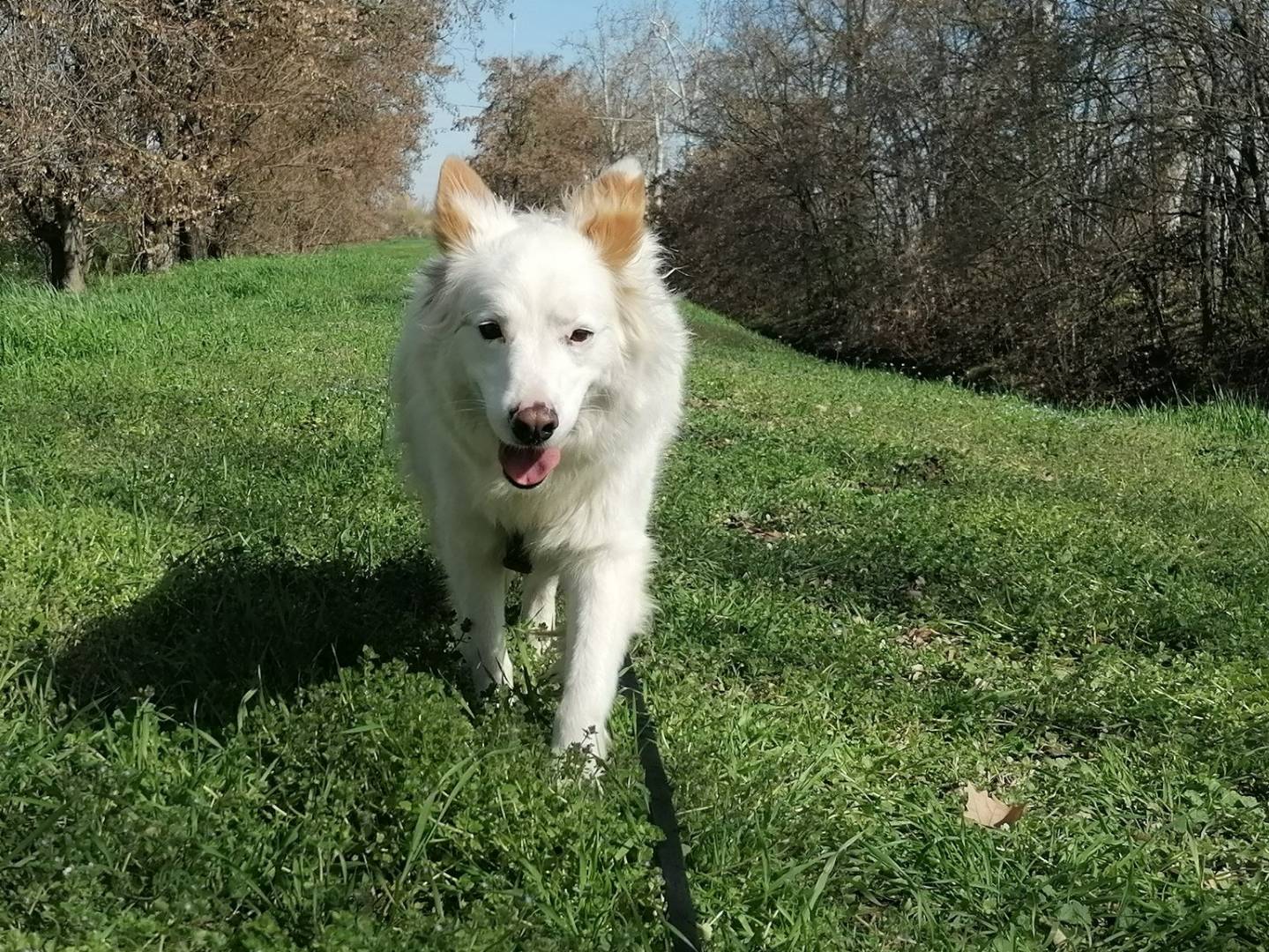 Adotta un cane, taglia media, femmina, Bologna