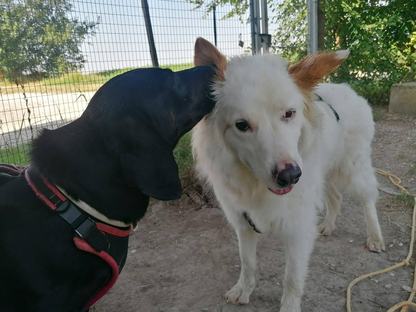 Vuoi adottare un cane a Bologna?