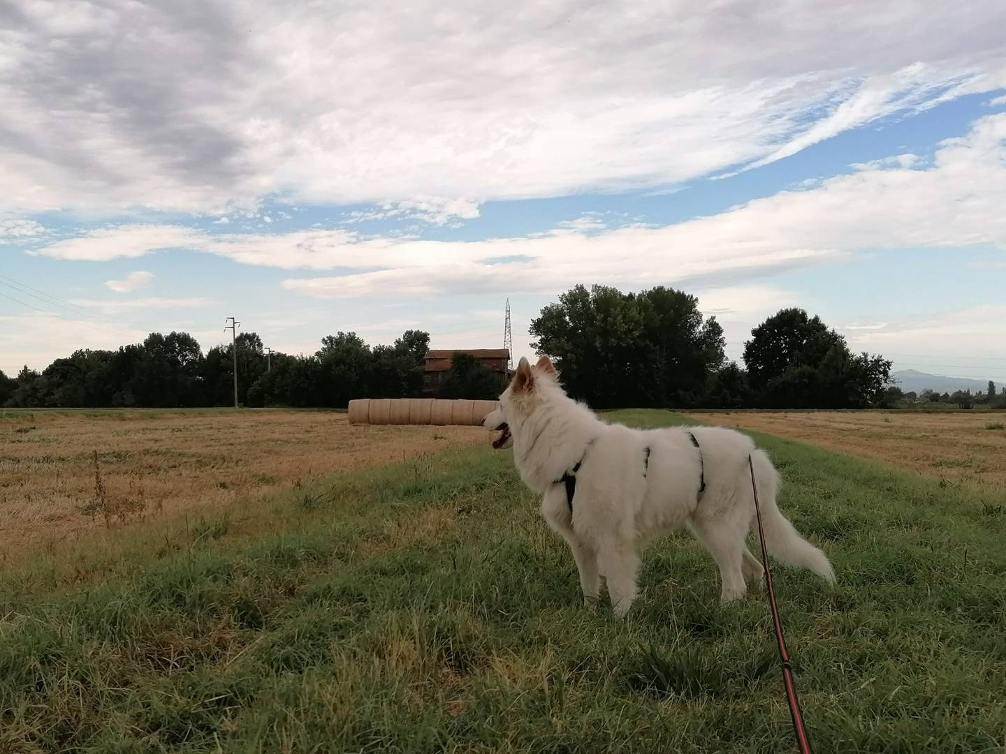 Adotta il cane Maggie a Bologna