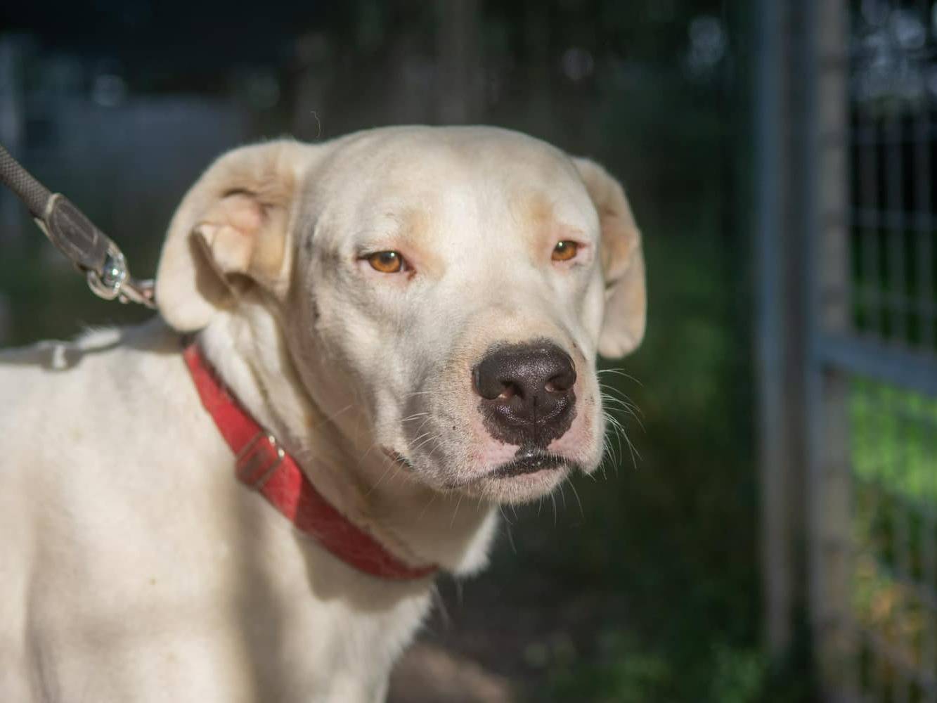 Adotta un cane, maschio, 7 anni  e 1 mese, Bologna
